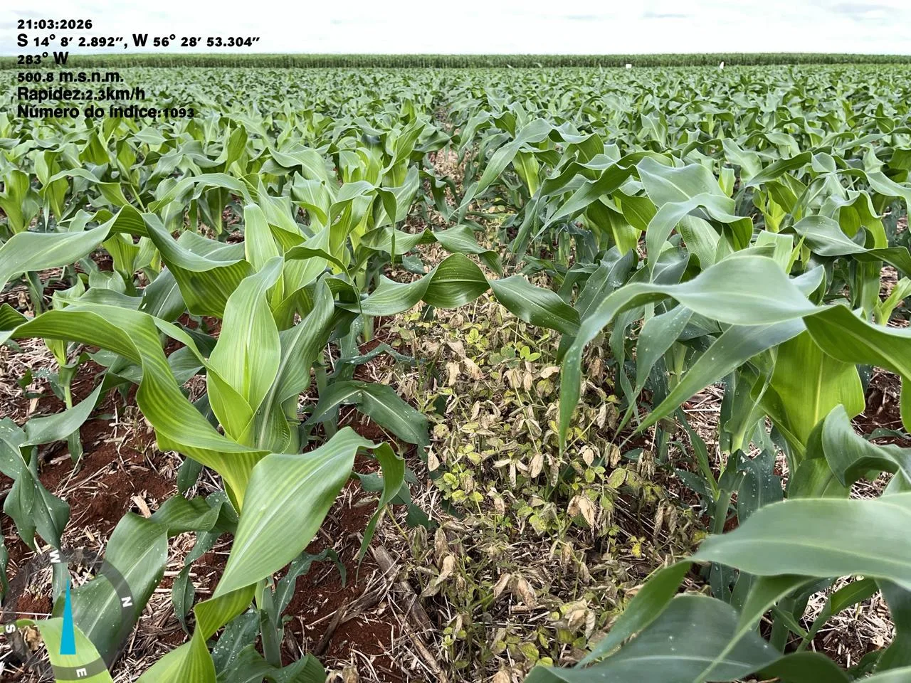 Detalhe de plantio com manejo de ervas daninhas após aplicação aérea