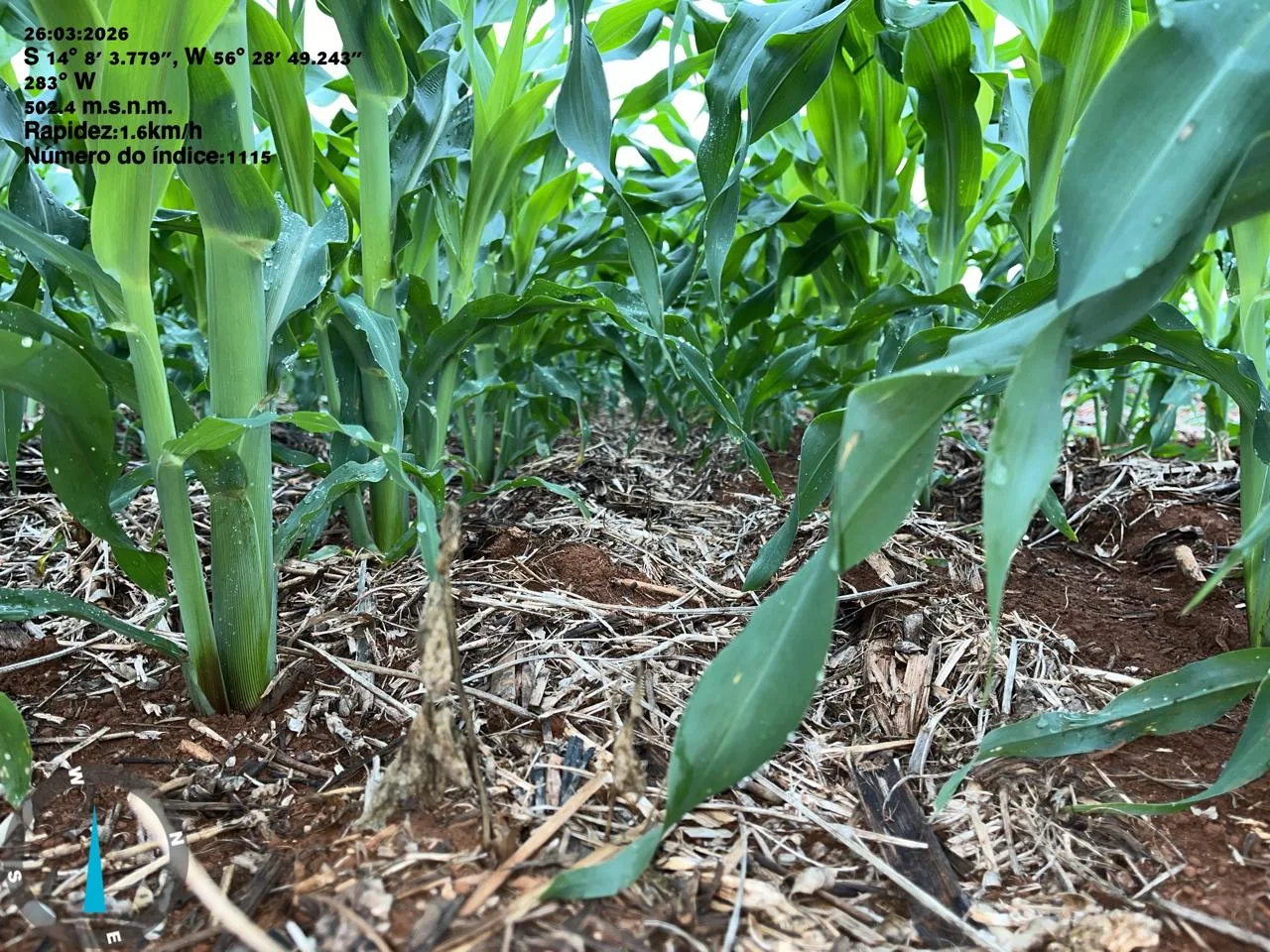 Detalhe da plantação saudável após aplicação com drone